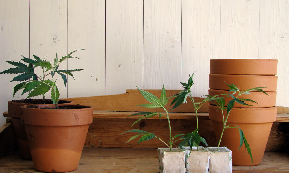 Will New Jersey Marijuana Legalization Include Home Grow?
