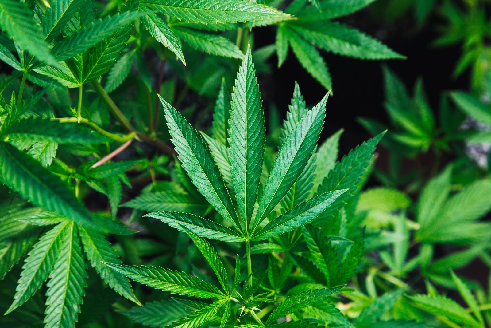 Marijuana plant used to make CBD isolate