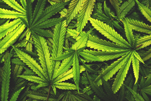 Cannabis CBD vs. THC