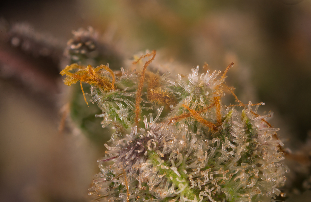 Up-close of trichomes that make sticky weed