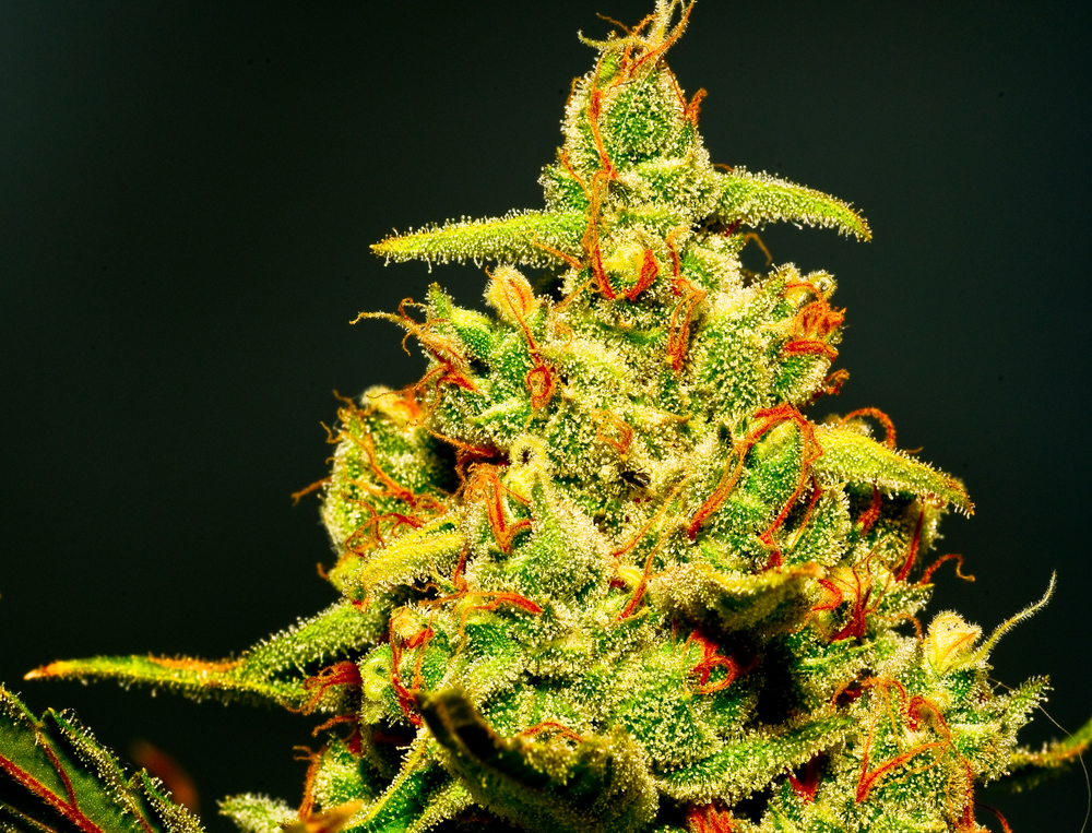 Cannabis plant close-up