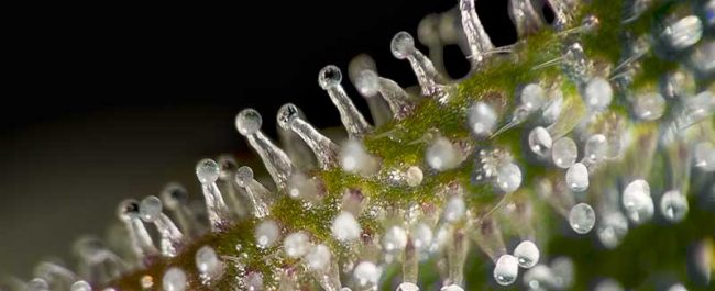 Sticky weed close-up